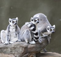 Adelaide Zoo - Accommodation QLD