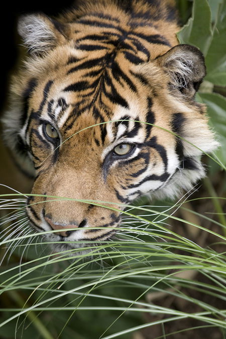 Adelaide Zoo - Accommodation QLD 1