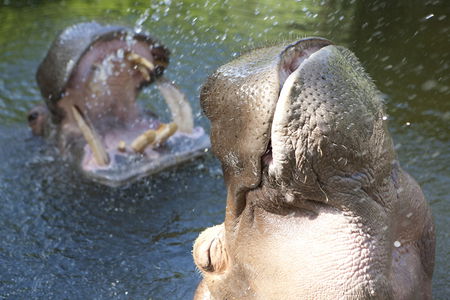 Adelaide Zoo - Accommodation QLD 2