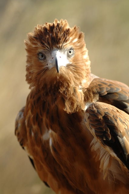 Alice Springs Desert Park - Accommodation QLD 0