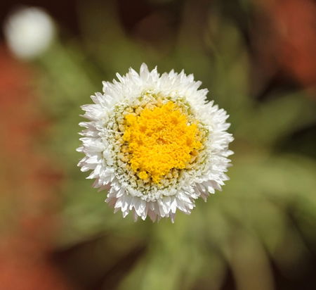 Alice Springs Desert Park - Accommodation QLD 1