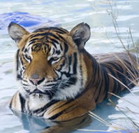 Zoo Doo Wildlife Park - Accommodation QLD