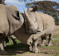 Monarto Zoo - Accommodation QLD