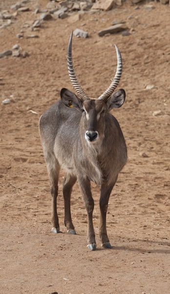 Monarto Zoo - Accommodation QLD 1