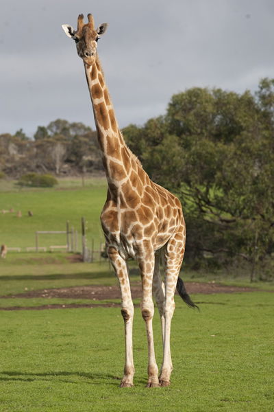 Monarto Zoo - Accommodation QLD 3