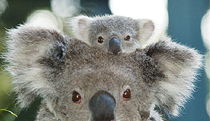  Accommodation QLD