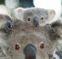 Billabong Koala and Wildlife Park - Accommodation QLD