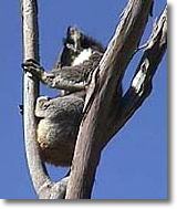 OZe Wildlife - Accommodation QLD 2