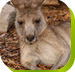 Calmsley Hill City Farm - Accommodation QLD