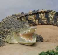 Dundee's Wildlife Park - Accommodation QLD