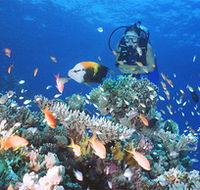Drop Zone Dive Site - Accommodation QLD