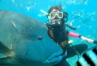 Maxi Ragamuffin - Accommodation QLD 1