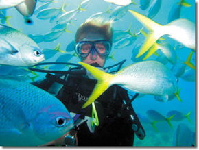 Maxi Ragamuffin - Accommodation QLD 3