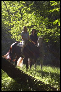 Glenworth Valley Horseriding - Accommodation QLD 2