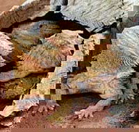 Alice Springs Reptile Centre - Accommodation QLD