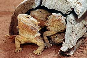 Alice Springs Reptile Centre - Accommodation QLD 0
