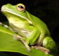 The Rainforest Habitat - Accommodation QLD
