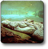 Kakadu National Park - Accommodation QLD 1