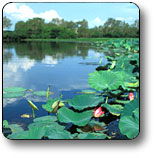 Kakadu National Park - Accommodation QLD 3