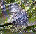 Koala Conservation Centre - Accommodation QLD