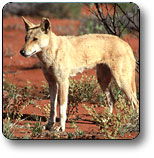 Uluru - Kata Tjuta National Park - Accommodation QLD 3