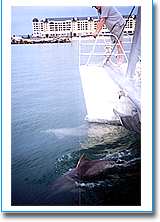 Temptation Sailing - Accommodation QLD 1