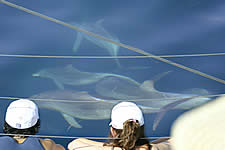 Temptation Sailing - Accommodation QLD 2
