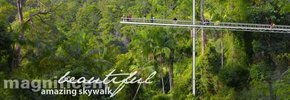 Rainforest Skywalk - Accommodation QLD 2