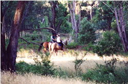 High Country Horses - Accommodation QLD 1