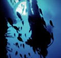 Scuba World - Accommodation QLD