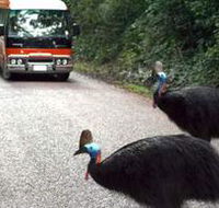 Kookaburra Tours - Accommodation QLD