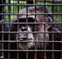 Rockhampton Zoo - Accommodation QLD