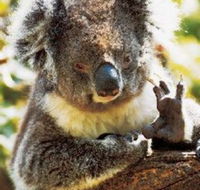 Gorge Wildlife Park - Accommodation QLD