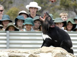 Book Launceston TAS Attractions Accommodation QLD Accommodation QLD