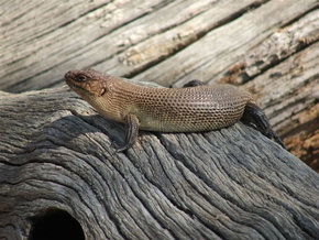 Kyabram Fauna Park - Accommodation QLD 2