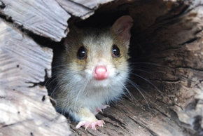 Kyabram Fauna Park - Accommodation QLD 3