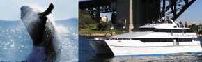 Prestige Harbour Cruises - Accommodation QLD 3