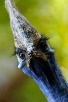 Symbio Wildlife Gardens - Accommodation QLD 2