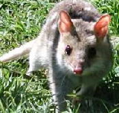 Urimbirra Wildlife Park - Accommodation QLD
