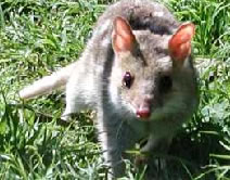Urimbirra Wildlife Park - Accommodation QLD 0