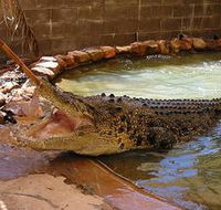 Wyndham Zoological Gardens and Crocodile Park - Accommodation QLD