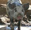 Wagga Wagga Zoo - Accommodation QLD