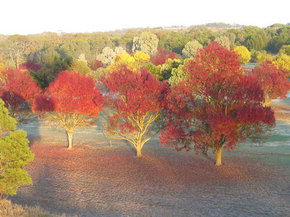 Balloon Adventures Barossa Valley - Accommodation QLD 3