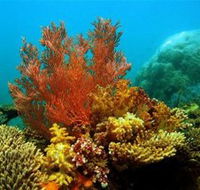 Three Islands Whale Shark Dive - Accommodation QLD