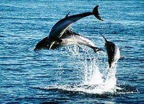 Polperro Dolphin Swims - Accommodation QLD 1