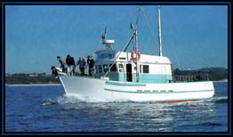 Polperro Dolphin Swims - Accommodation QLD 2
