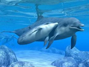 Polperro Dolphin Swims - Accommodation QLD 3
