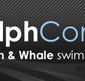 Dolphcom - Dolphin  Whale Swimming Adventures - Accommodation QLD