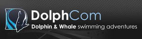 Dolphcom - Dolphin & Whale Swimming Adventures - Accommodation QLD 0
