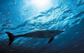 Dolphcom - Dolphin & Whale Swimming Adventures - Accommodation QLD 1